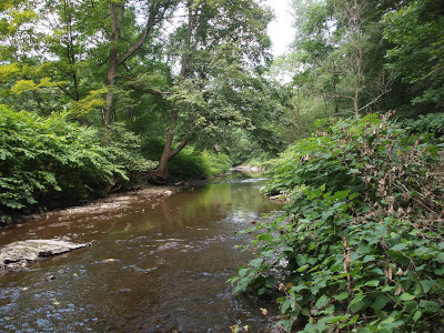 [View looking upstream of the brownish water flanked on both shores with trees and shrubbery growing slightly over the edge of the water. The trees are tall enough to extend through the top of the image.]